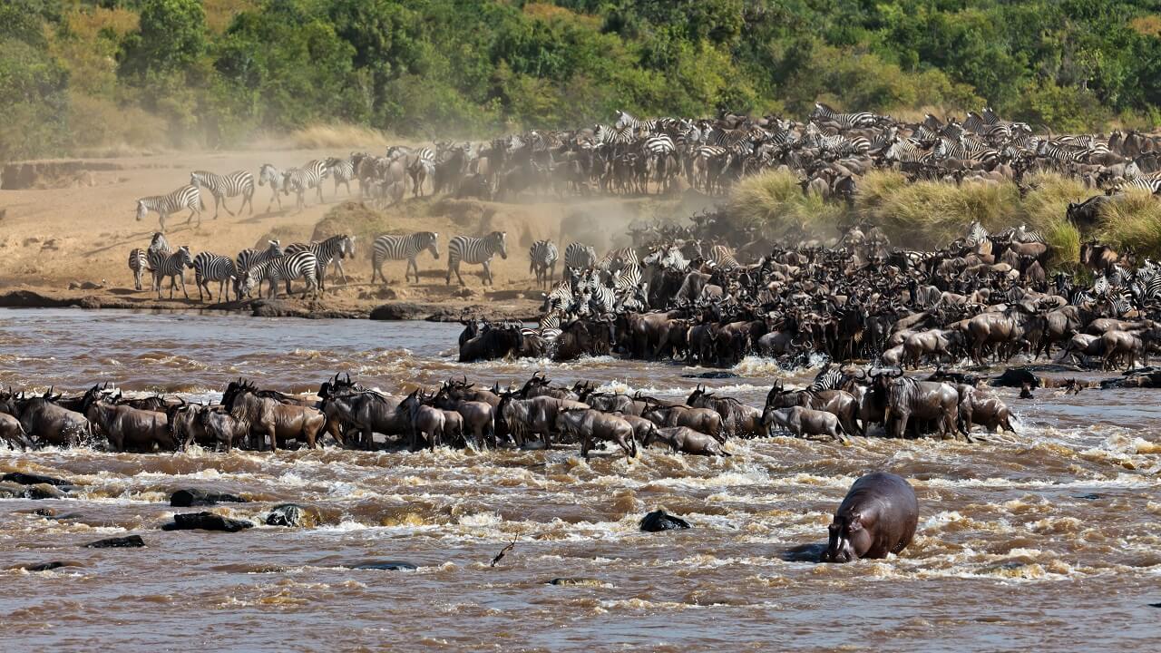 Wildebeest tour guide