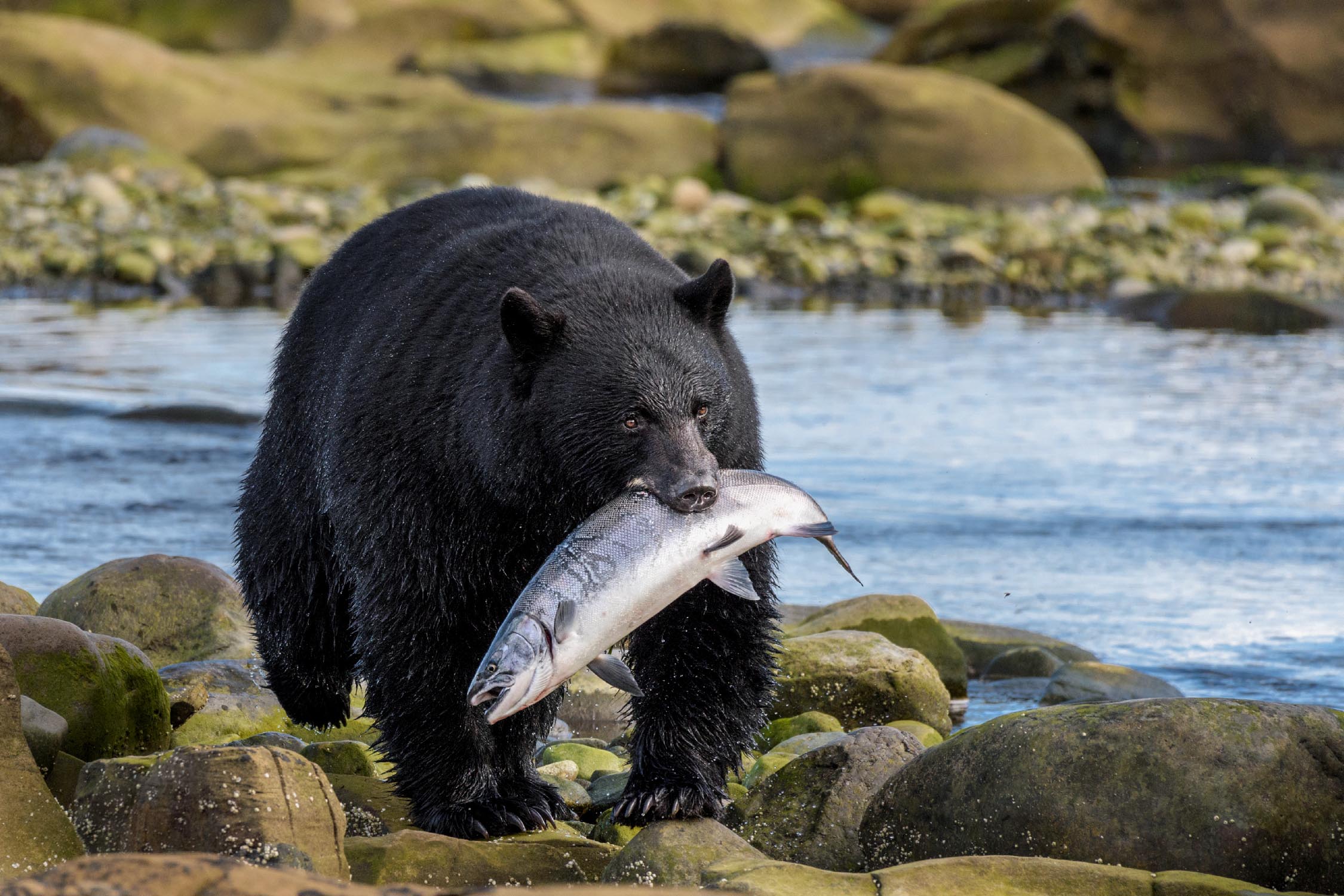 Wildlife tourism tour operator