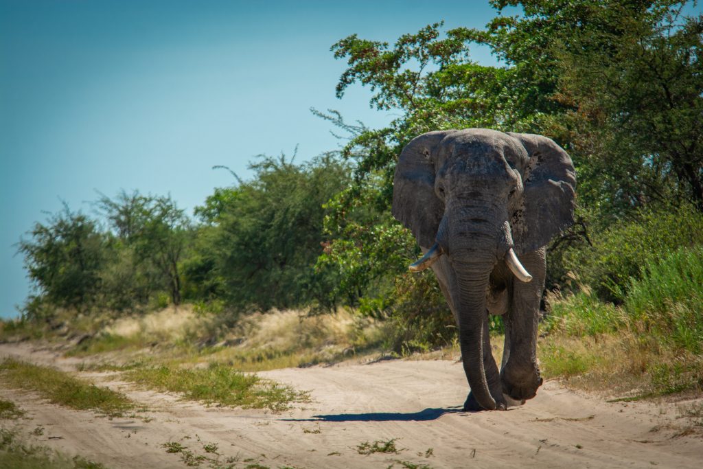 An Elephant seen on a Safari experience with inbound tour operator to Namibia Gazzella Tours.