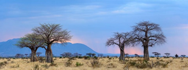 African tour operator software