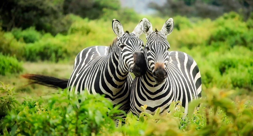 Travex Africa
